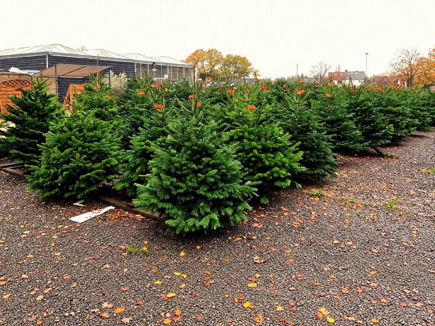 Nordmann Christmas trees lined up in the Hunters Chase tree yard