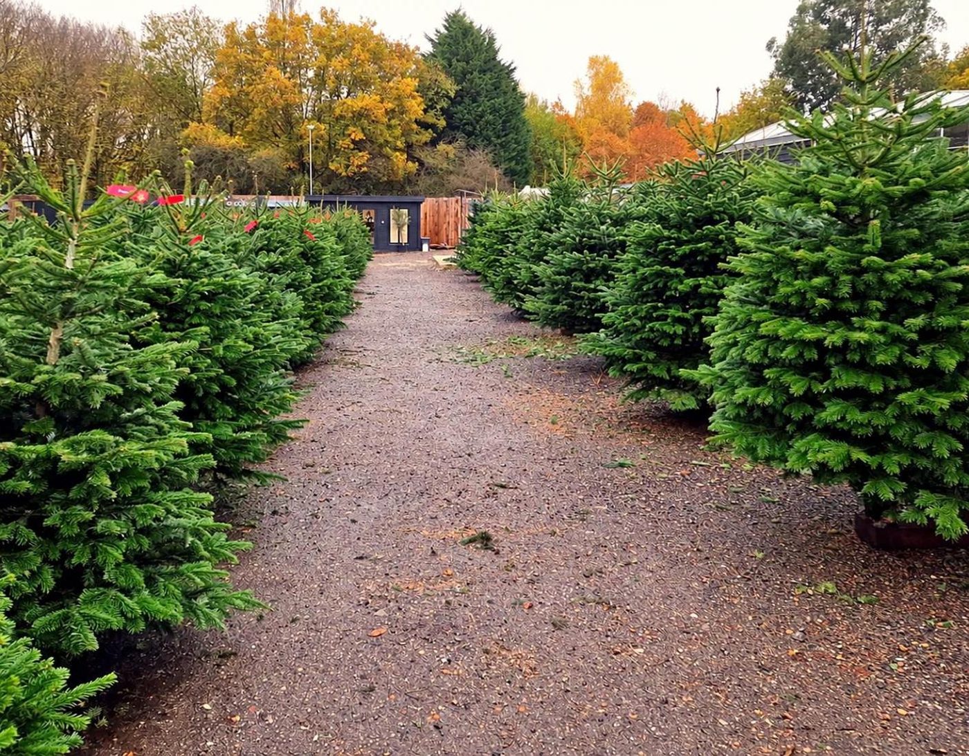 Aisles of real Christmas trees at Hunters Chase, Hutton