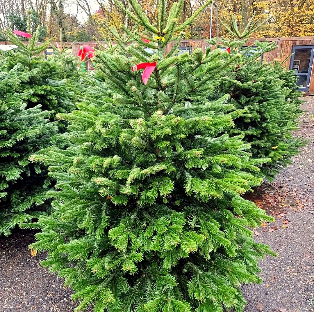 A bushy Nordmann fir Christmas tree at Hunters Chase