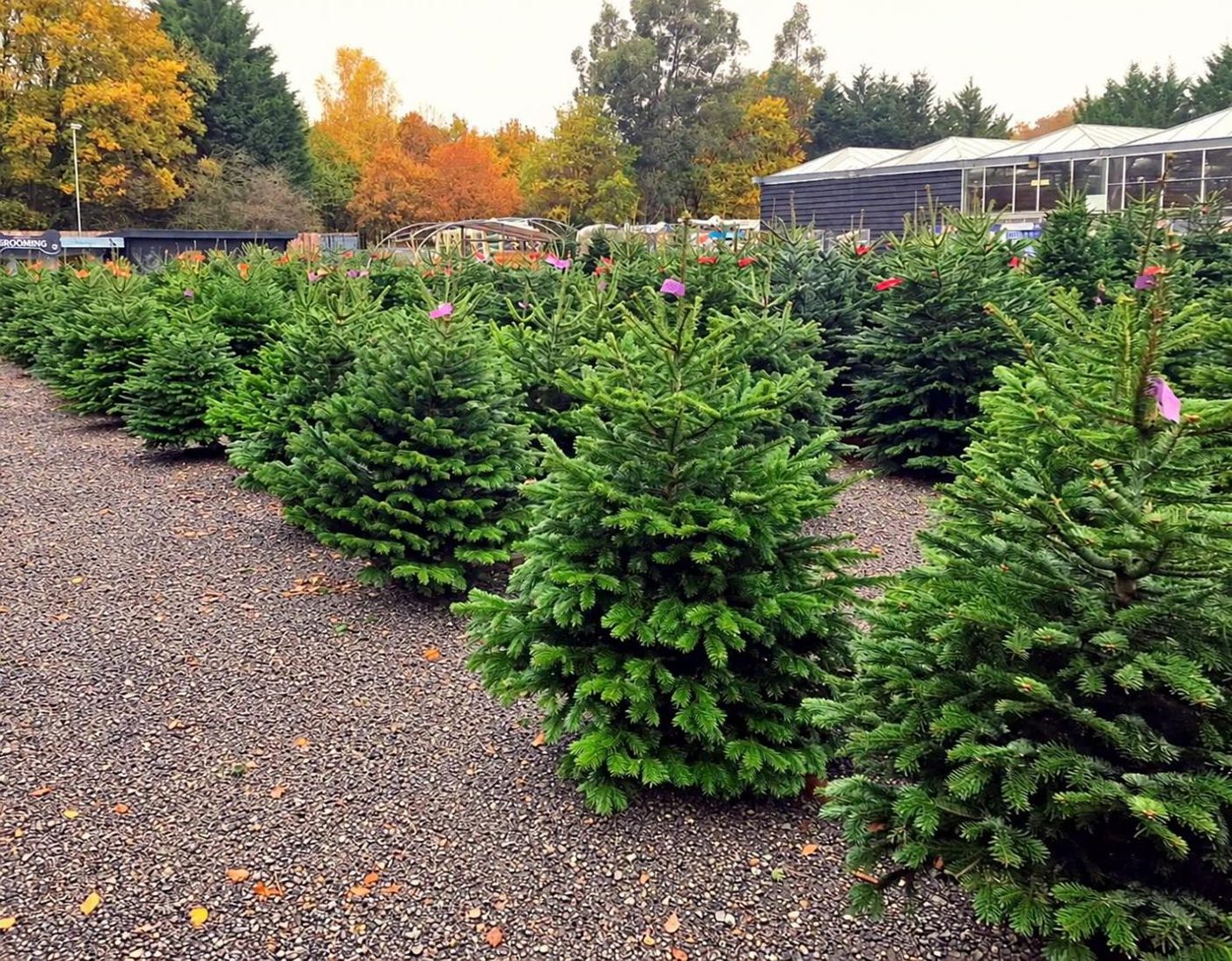 Rows of real Nordmann Christmas trees in the tree yard at Hunters Chase Garden Centre